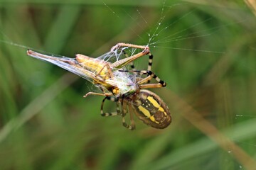 Wespenspinne (Argiope bruennichi) mit erbeutetem Grashüpfer