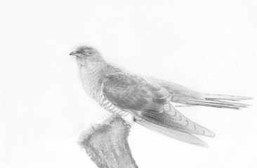 Common cuckoo (Cuculus canorus) - sketch