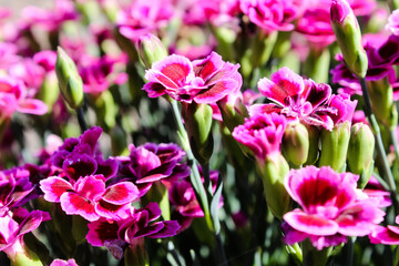Floral background made of blooming pink garden carnation. Macro view of purple blossom bush.Small beautiful flowers.  Springtime and summer concept. Gardening, floristry. Space for text. 