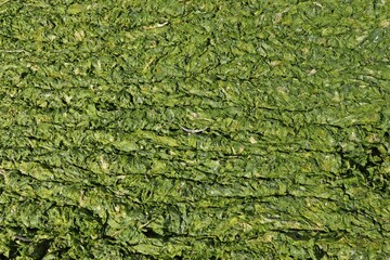 Meersalat (Ulva lactuca) an der Nordseeküste