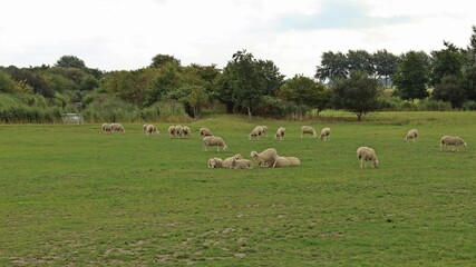 Obraz premium Schafe in Ostfriesland