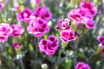 Obraz na płótnie Canvas Floral background made of blooming pink garden carnation. Macro view of purple blossom bush.Small beautiful flowers. Springtime and summer concept. Gardening, floristry. Space for text. 