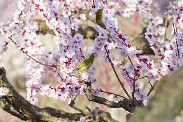 A white-eye stops at a plum tree.