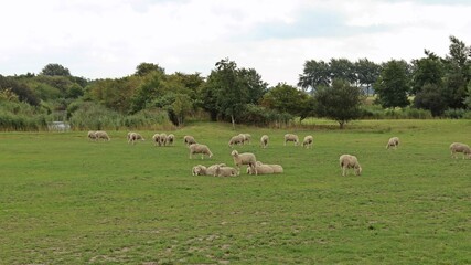 Obraz premium Schafe in Ostfriesland