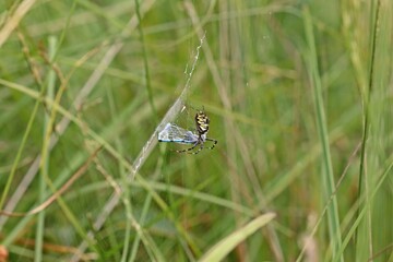 Wespenspinne (Argiope bruennichi) mit erbeuteter Libelle