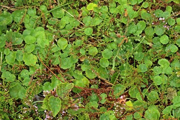 Gewöhnlicher Wassernabel (Hydrocotyle vulgaris) im Hochmoor