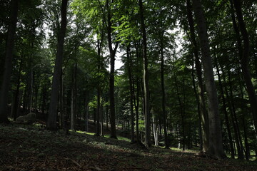 Buchenwald am Hang im Lainzertiergarten in Wien