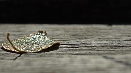 Blatt mit Morgentau auf Holzbohlenweg im Hochmoor