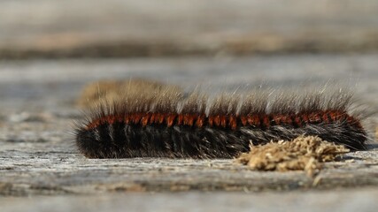Raupe des Brombeerspinners (Macrothylacia rubi).