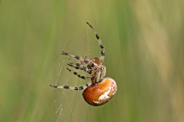  Vierfleckkreuzspinne (Araneus quadratus) mit Beute