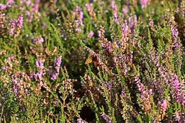 Obraz premium Kleiner Feuerfalter (Lycaena phlaeas) auf blühendem Heidekraut im Hochmoor