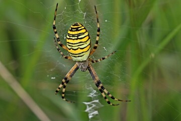 Wespenspinne (Argiope bruennichi)