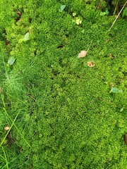 moss on the stone