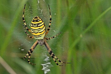 Wespenspinne (Argiope bruennichi)