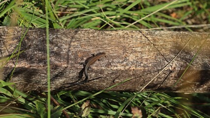 Junge Mooreidechse (Zootoca vivipara) auf Bohlenweg am Ewigen Meer