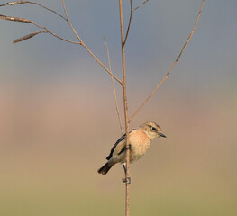 siberian stonechat 