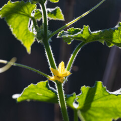 Pianta di cetriolo: un fiore