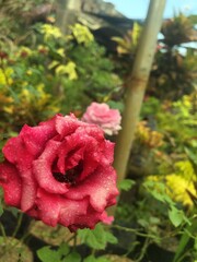 Roses bloom in the garden