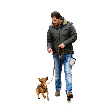 A man and his little dog practicing "walking to heel" isolated on white background