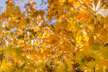 Abstract image of yellow autumn leaves on tree branch with sunlights