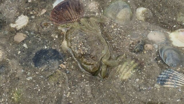 Strandkrabbe (Carcinus maenas) vergr&auml;bt sich im ostfriesischen Watt
