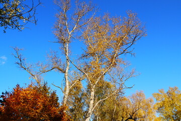 Bright blue autumn sky