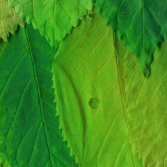 Colorful leaves background. Natural organic texture.

