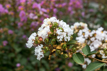 beauty, macro, crape myrtle, lagerstroemia indica, aivazovskoye park, background, beautiful, bloom, blooming, blossom, botanical, botanist, botany, branch, bright, bud, bush, closeup, crape, 