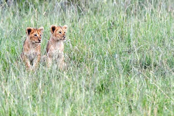Lion (Panthera leo), two cubs in the long grass, Maasai Mara, Kenya.