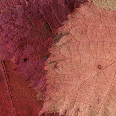 Fototapeta premium Colorful leaves background. Natural organic texture. 