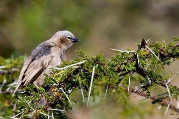 Grey-capped Social Weaver bird (Pseudonigrita arnaudi), perched in an Acacia tree, Ilkeliani Camp, Kenya.