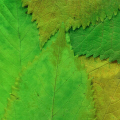 Fototapeta na wymiar Colorful leaves background. Natural organic texture. 