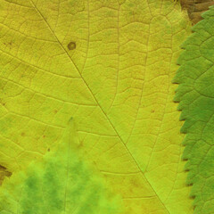 Colorful leaves background. Natural organic texture.
