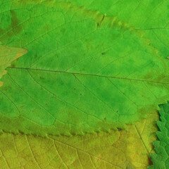 Fototapeta na wymiar Colorful leaves background. Natural organic texture. 