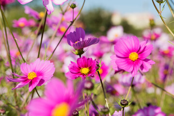 Natural growth of Gesang flowers and hummingbirds and butterflies in the park