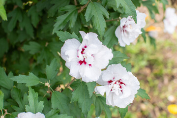 Weiße Hibiskusblüten mit dunkelrotem Akzent