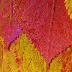 Colorful leaves background. Natural organic texture.
