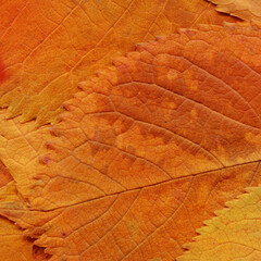 Colorful leaves background. Natural organic texture.
