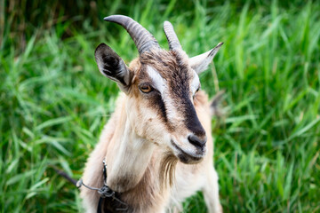Domestic smoke goat with horns walking in pasture, enjoying warm summer day. Closeup view of beautiful gray farm animal with collar on long leash in countryside eating grass. Farm animals concept.