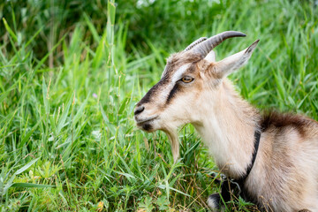 Farm smoke goat eating grass in pasture, enjoying warm summer day. Front view of gray domestic animal with horns and collar on long leash eating grass in countryside. Farm animals concept.