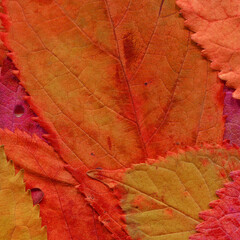 Colorful leaves background. Natural organic texture.