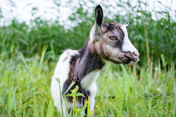 Domestic white and gray goat standing on leash in pasture, enjoying warm summer day. Front view of little farm animal with collar in countryside looking aside. Farm animals concept.