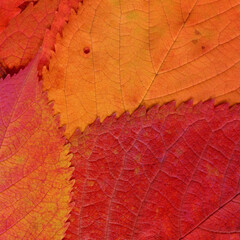 Colorful leaves background. Natural organic texture.