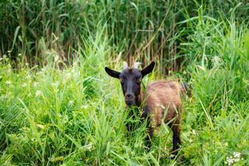Domestic dark brown goat without horns walking in pasture, enjoying summer day. Closeup view of farm animal with collar on long leash standing in countryside. Farm animals concept.