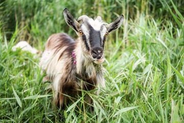 Domestic smoke goat with horns walking in pasture, enjoying warm summer day. Closeup view of beautiful gray farm animal with collar on long leash in countryside eating grass. Farm animals concept.