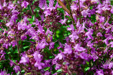 Medicinal herbs: purple flowers of thyme grass under the rays of the sun