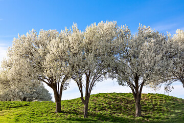 Beautiful flowering Bradford pear trees in springtime in Texas