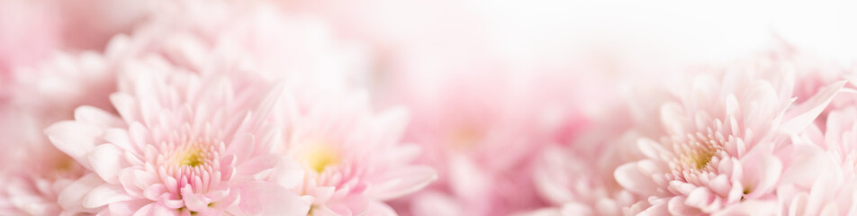 Nature of pink flower in garden using as cover page background natural flora wallpaper or template...