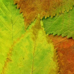 Colorful leaves background. Natural organic texture.