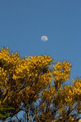Topo de árvore cheia de flores amarelas com lua no céu.